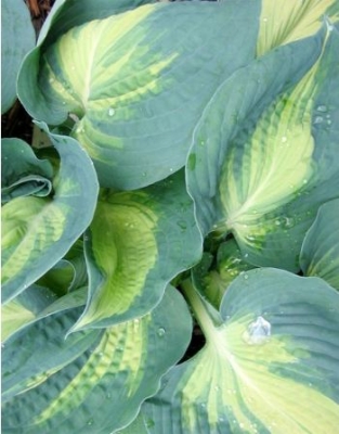 Hosta dream weaver